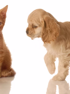 ADOPTION VS ACHAT D’UN CHaton / chiot