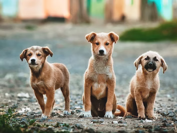 Comment éduquer son chiot ?