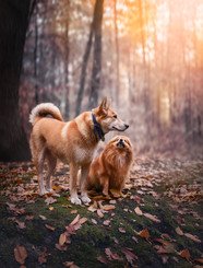 spitz allemand moyen-chien-serbe-canaan-automne-forêt-klaym-phographe