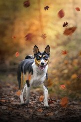 Banseji dans la forêt sous les feuilles mortes de l'automne, photographie de klaym photographe