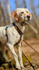 magnifique setter anglais blanc tacheté roux orange