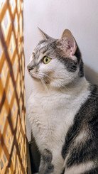 Chat magnifique assit aux yeux jaunes, à la robe bicolore blanche et grise.