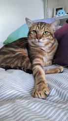 Un chat magnifique rayée aux yeux vert et plusieurs couleurs