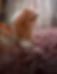 spitz allemand - mittelspitz roux