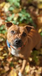 staffy regard amour orange
